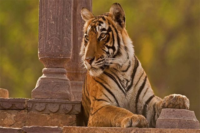 ranthambhore tour